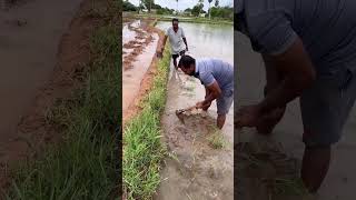 పొలం పనులు #farmers #faming #agriculture #polam #village #shorts #villagelife #farmer