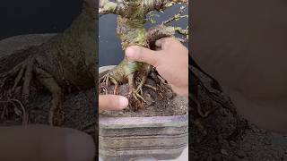 #Ficus Recemosa bonsai soil change #Repoting #Bonsai fig #Fig tree #Jaggo dumur bonsai