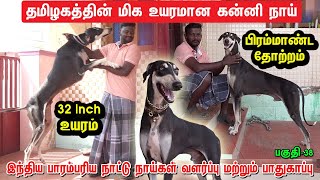 Paal Kanni 32 inch Dog | தமிழகத்தின் மிக உயரமான கன்னி நாய்|  32 inch Hight Dog | Indian Dog Breed