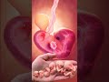 8 week baby heartbeat in mother womb shorts pregnancy pregnant heartbeat nursingking