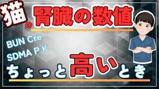 【獣医師解説】腎数値が高めでも慌てない！腎不全の判断ポイントと検査結果の読み解き方