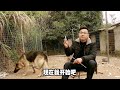 德国牧羊犬被牢牢固定，开始“人工授精”，操作过程惊喜不断