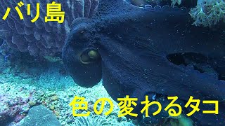 ■ヌサペニダ・タコ🐙～Moglindo Divers BALI