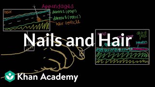 Where do our nails and hair come from? | Integumentary system physiology | NCLEX-RN | Khan Academy