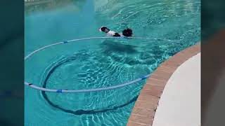 Teddy Bear Dog's Saturday Swim!