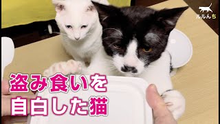 [Cat who confessed to stealing food] Cat successfully reproduced in on-site investigation