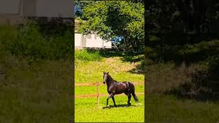 #mangalarga #cavalos #cavalomarchador #horse #cavalo #vaquejada #mangalargamarchador #fazenda