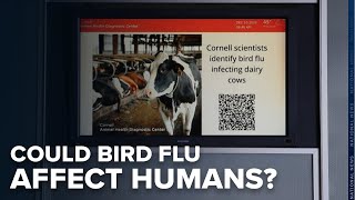 Bird flu variant infected cattle and raises alarm that the virus could soon infect humans