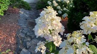 Fire light hydrangea starts to change color - blooms in sunset, no talking and only music. 圆锥绣球开始变色了