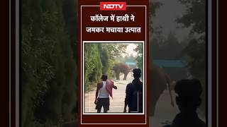 Odisha: Puri के एक कॉलेज परिसर में घुसा जंगली हाथी, मची अफरा-तफरी | Viral Video | NDTV | SHORTS