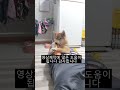 늦은시간 놀아달라 보채는 시바견 강아지 반려견 시바견 시바이누 shiba