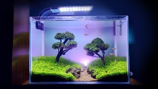 Low Budget Bonsai Aquascape: Step-By-Step Easy Planted Aquarium Setup!