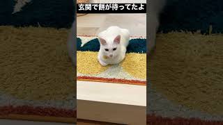 【お出迎え】旅館の若女将さんかな【猫のいる生活】#shorts #保護猫 #cat #お出迎え #白猫 #かわいい猫 #和ぬか