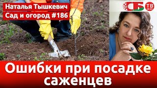 Посадка саженцев осенью без ошибки