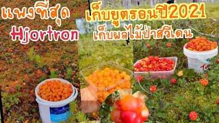 เก็บยูตรอน#แพงที่สุดผลไม้ป่า#ยูตรอน#Hjortron#เก็บผลไม้ป่าที่สวีเดน#katai Mom Story639