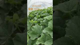 網紋哈密瓜 洋香瓜 專業種植 111.02.03 香華70day成長現況分享