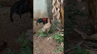 இங்கிலாந்து இளவரசியா #funny_chicken #kozhi_koothugal #funny #husbandsothanaigal #comedy #gramathuko