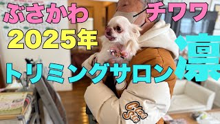 ぶさかわチワワりん。2025年初めてのトリミング