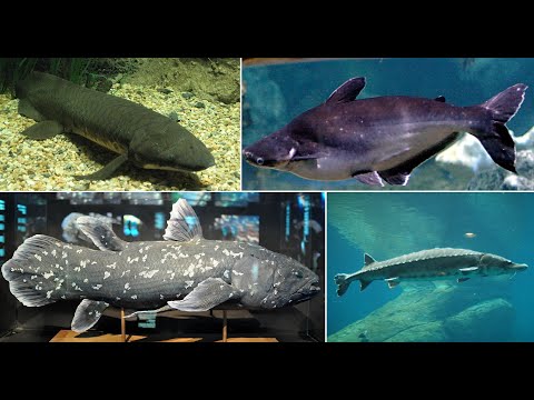 Is Dory a osteichthyes?
