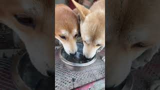 用抖音记录卡车生活 中华田园犬