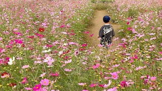 コスモスのさんぽ路　〜鹿室コスモス畑〜　2024年11月1日