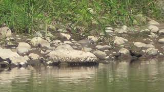 G0240　大分川　明磧橋　キアシシギ　Oita River　Akegawara Bridge Grey-tailed Tattler