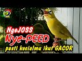 Kecial Kuning Joss Gacor Masteran Kecial Kuning Ampuh Bikin Kecial Malas Bunyi Cepat Gacor Jos