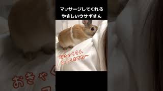 飼い主をマッサージしてくれるやさしいうさぎさん  #Shorts