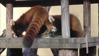 2014年11月11日　旭山動物園　レッサーパンダの赤ちゃん３