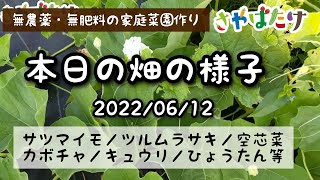 【6月12日の畑の様子】夏野菜の収穫開始！1週間分の野菜が採れました！