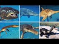 ALL AQUATIC REPTILES - Jurassic World Evolution 2