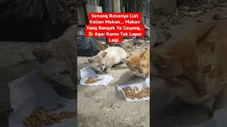 kasihan dia pada lapar😢 / funny cat