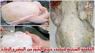 بدون تنضيف 👌معلقه سحريه 💯وانسى والريش الصغير طيورك هتلمع من النضافه مع نرمين الماجد