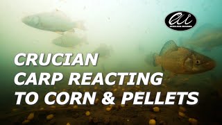 Crucian CARP Fishing - Shoal REACTS Underwater To CORN \u0026 PELLETS