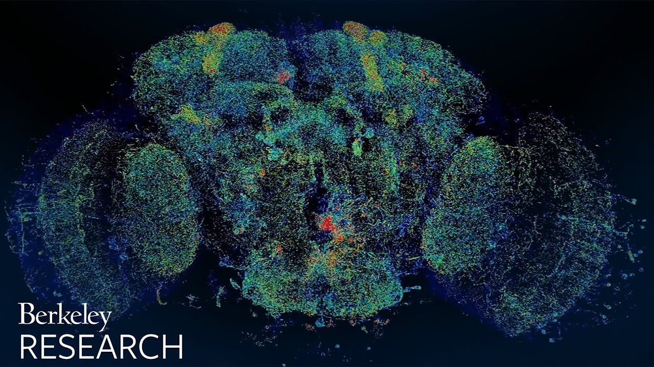 Explore A 3d Map Of A Fly S Brain Youtube