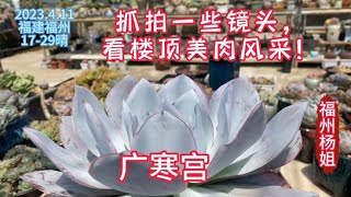 福州杨姐：花三年时间养了一楼顶多肉，抓拍一些镜头，大家会不会又被种草了｜养多肉