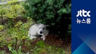 아파트 창 밖으로 강아지 던져…견주 조사