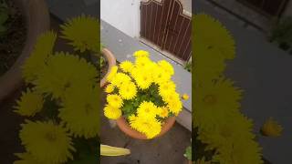 गुलदावरी के पौधे से दोबारा फूल कैसे लें#tips #trending #chrysanthemum #gardeningcare #youtubeshorts