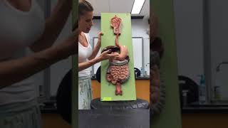 Digestive System: Part 2