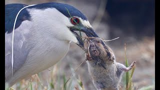 Black Crowned Night Heron catches a big gopher