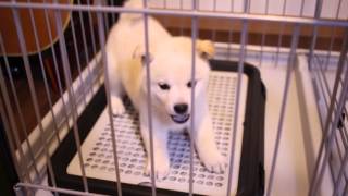 柴犬がやって来た！　shiba inu baby