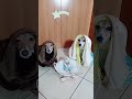 il nostro presepe per scaldare i vostri cuori✨️ merybijouesciarpina presepe jackrussell comedy