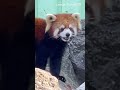 こっち向いてよレッサーパンダ🤍　love red panda 🤍 lesserpanda redpanda レッサーパンダ 小熊猫 かわいい