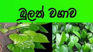 බුලත් වගාව සර්ථකව කර ගන්නා ආකාරය| පිටරට යැවීම සඳහා බුලත් වවමු.