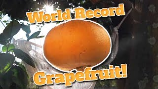 World Record Grapefruit