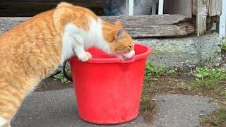 がっつり水飲みメトさん