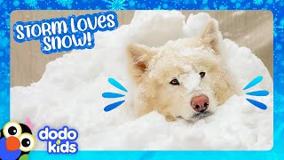 This Dog Needs Snow Or He’ll CRY! | Dodo Kids | It's Me!