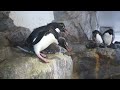 【海遊館】ミナミイワトビペンギンの巣作り①