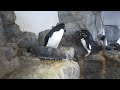 【海遊館】ミナミイワトビペンギンの巣作り①