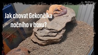 Jak chovat Gekončíka nočního v boxu